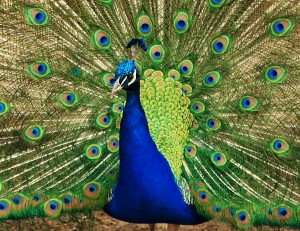 2012, the year of the peacock
