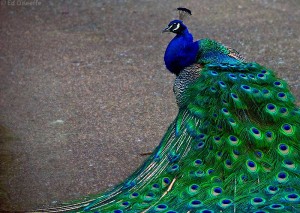 peacock eats poisonous berries and turns them into beauty