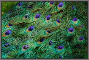 peacock feathers of beauty, happiness, fulfillment, satisfaction, health and wealth