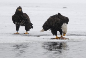 bald eagles on Onondaga Lake