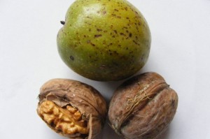 eating walnuts teaches you an important life lesson: everything that is worth having takes effort