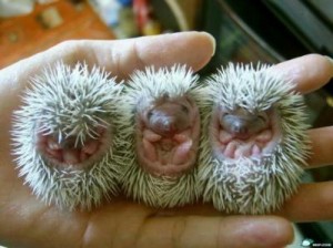 porcupine babies cute but wait a few years...