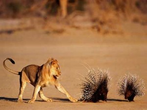 even the king of animals knows not to mess with porcupines