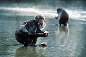 the hundredth monkeya theory for social change