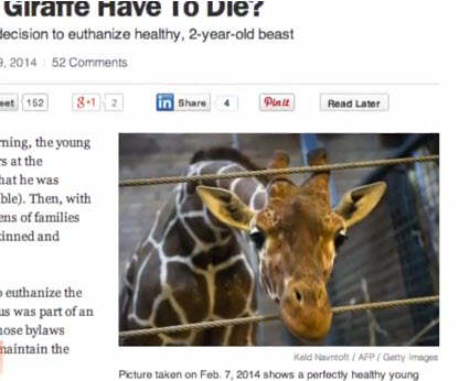 Your vibration and Copenhagen zoo kills 18 month old giraffe