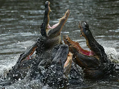 Maslow, emergency, up to your arse in alligators