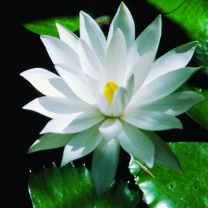 White-Lotus-2