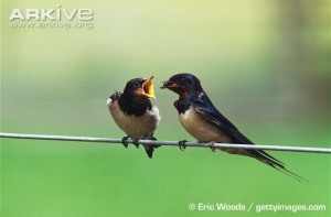 Barn-swallow-fledgling-being-fed-by-adult