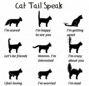 cat-tail-speak