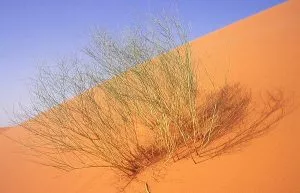 sahara5