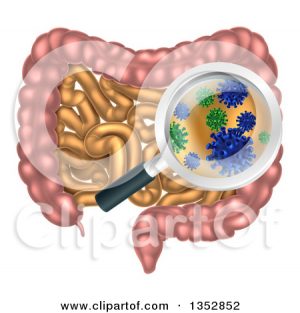 1352852-clipart-of-a-magnifying-glass-zooming-in-on-gut-flora-bacteria-or-viruses-in-the-human-digestive-system-royalty-free-vector-illustration