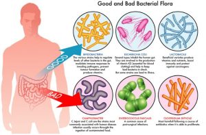good-and-bad-bacterial-flora