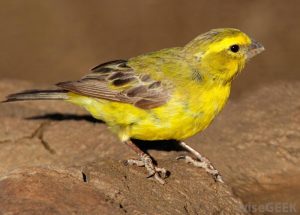 canary-finch
