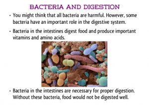 digestive-system-31-638