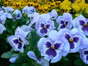 pansy-blue