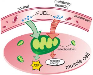 causes-metabolics_muscle-cell