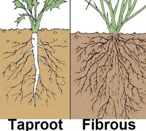taproot-v-fibrous-root