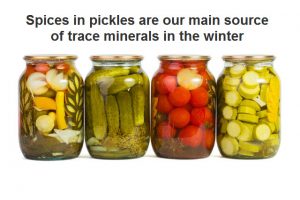 spices in pickles are our main source of trace minerals in winter