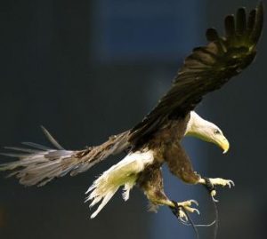 eagle breaks for freedom