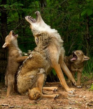 coyotes and predatory genes