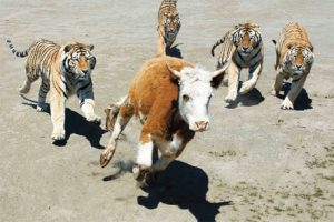 tigers chasing cow...