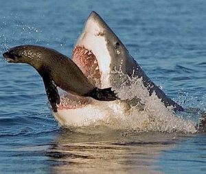 seal escapes white shark