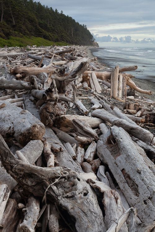 Driftwood? Why driftwood? Why do I talk about driftwood?
