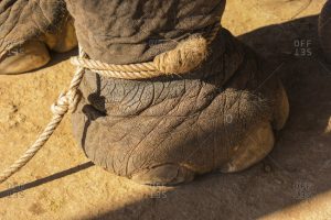 thin rope on elephant is like your anchor to doom