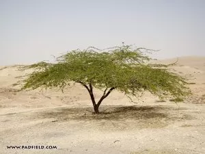 acacia shitta tree