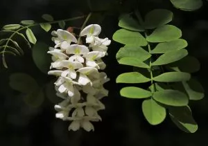 acacia: overly generous