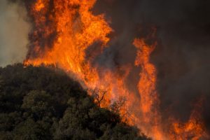 it didn't occur: wildfire... it happened