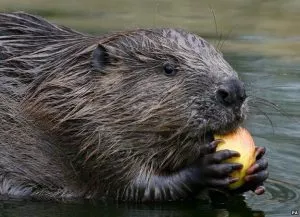 i am like a beaver