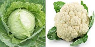 The cabbage didn’t become cauliflower without training