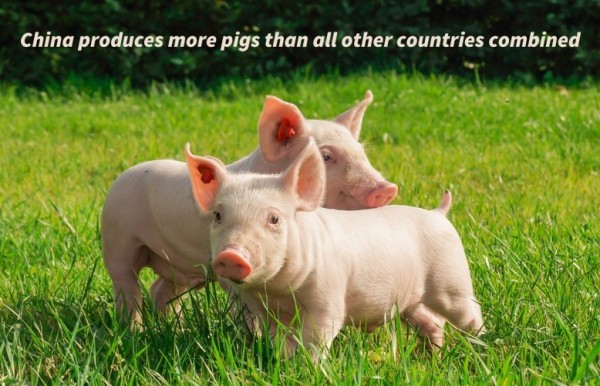 15-china-produces-more-pigs-than-all-other-countries-combined