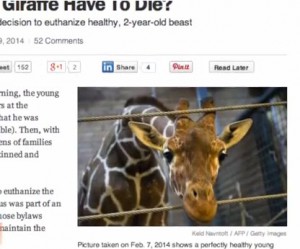 did the giraffe have to die in copenhagen zoo?