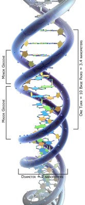 DNA