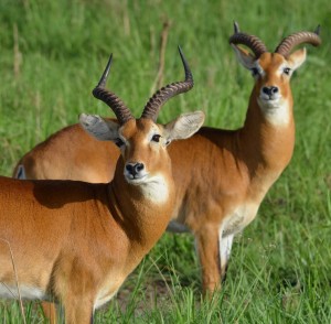 antelope5