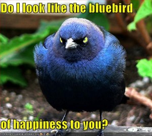 bluebird-of-happiness
