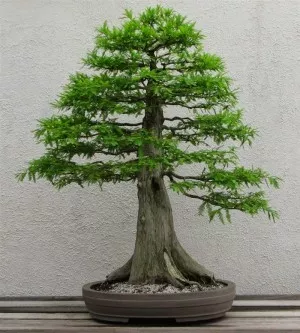 bonsai-tree
