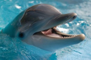 dolphin seems to be a higher creature than human, at least in the area of caring