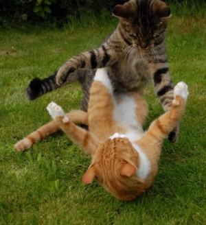 Cat-Fight