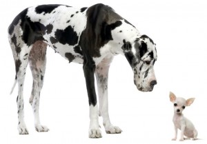 dna difference between dogs