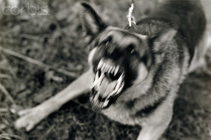 Angry, Barking German Shepherd