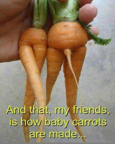 carrot-parents