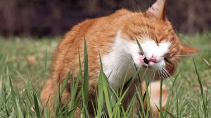cat-eating-grass