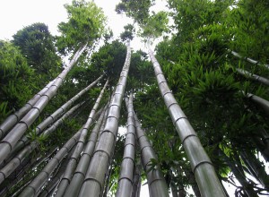 chinese-bamboo-tree