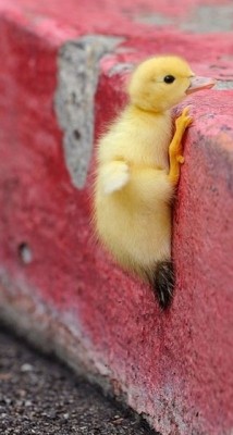 baby duck trying