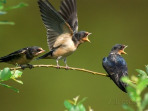 darlyne-a-murawski-three-barn-swallow-fledglings-begging-for-a-meal-arlington-massachusetts-usa