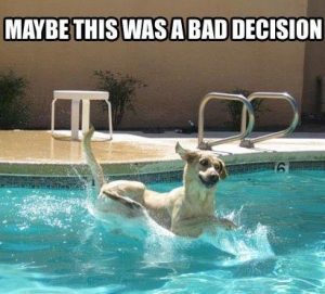 dog-swimming-pool-meme-maybe-this-was-a-bad-decision