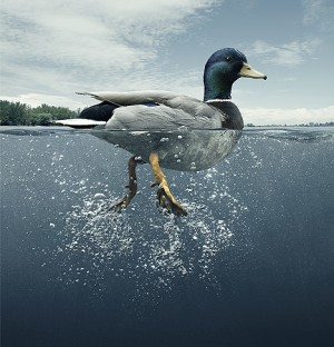 duck's feet underwater - feverish activity